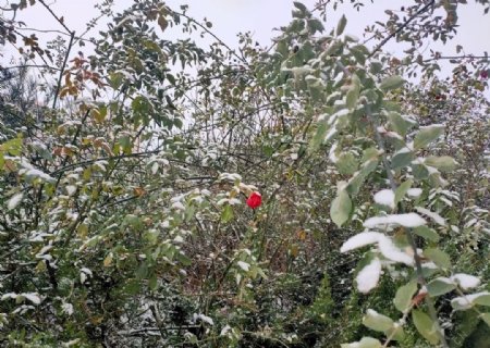 雪景图片