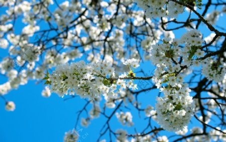 春季梨花图片