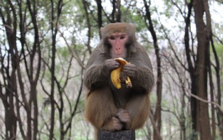 吃香蕉的猴子拍摄素材图片