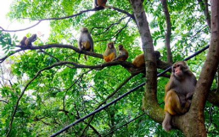 树枝上的猴群图片