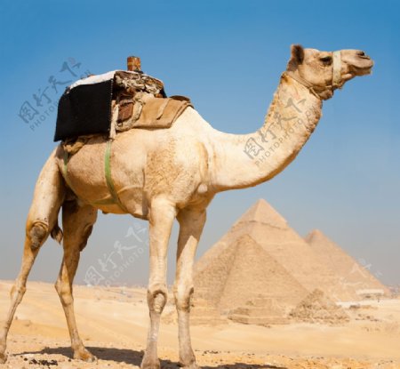 骆驼高清拍摄素材图片