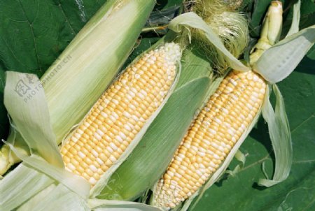 田园玉米图片
