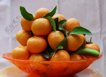 沙糖桔柑橘桔子图片