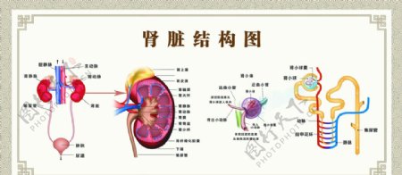 肾脏结构图图片