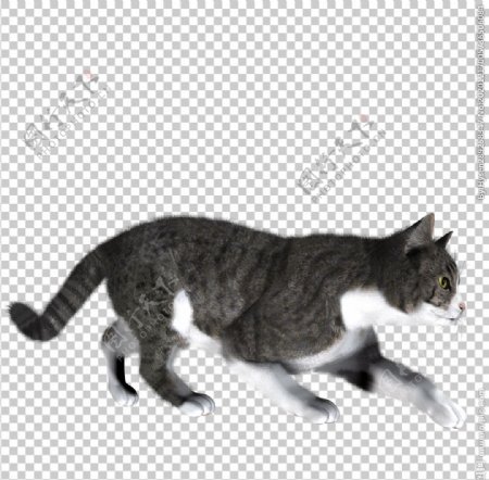 猫透图片